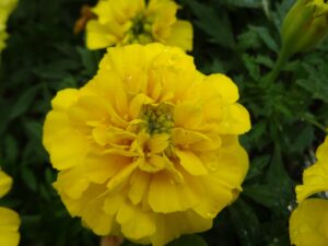 yellow flower
