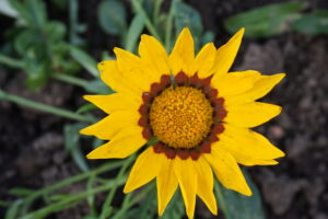 Yellow flower