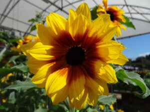 yellow flower