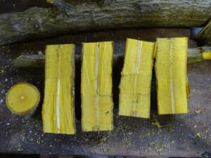 Barberry wood cut in half vivid yellow